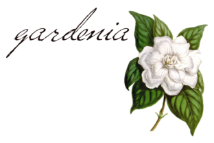 Versitia Font Review: Adding Sincerity to Campaigns